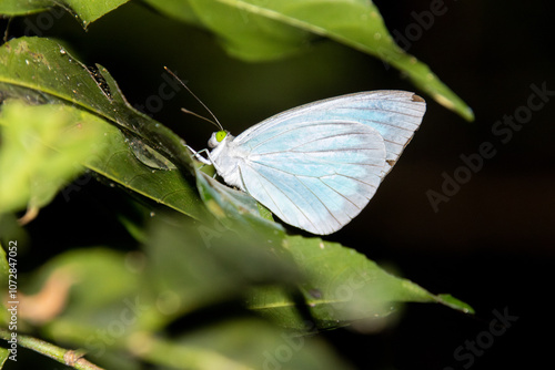 Mottled Emigrant Butterfly (Catopsilia pyranthe) on leaf in wild forest environment