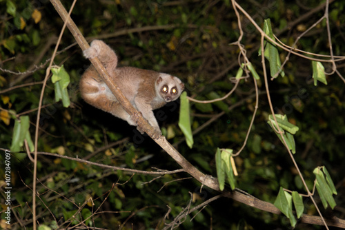 Bengal slow loris (Nycticebus bengalensis) photo