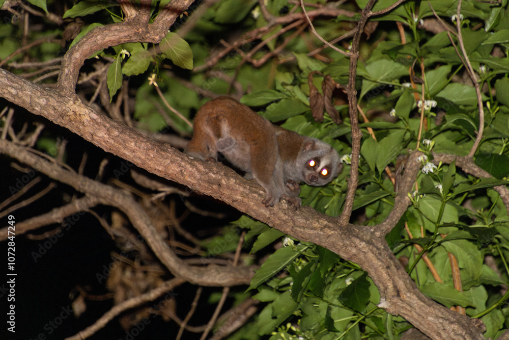 Bengal slow loris (Nycticebus bengalensis) Bengal slow loris (Nycticebus bengalensis)