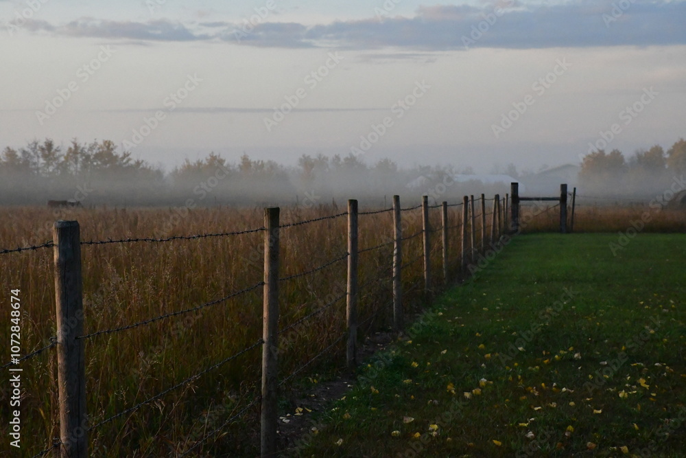 Obraz premium Foggy morning on the farm