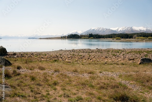 Sparse Winter Vegetation on a sunnd day at Lake Tekapo Shoreline, New Zealand photo