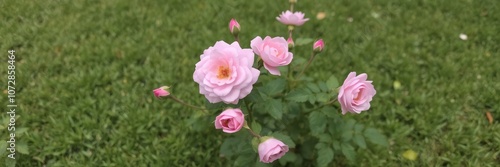 Beautiful pink rose bush blooming in a lush green lawn, flora, bush, vibrant