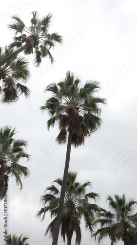 Tall palm tree against a backdrop of a cloudy sky, palm tree, tranquil