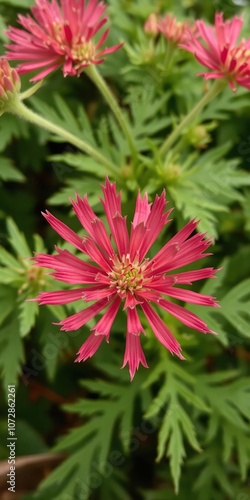 Vivid crimson petals of monarda didyma in closeup view, closeup, flower photo