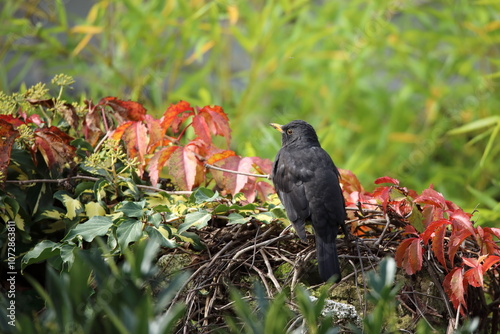 A blackbird sits among yellow, green and red leaves