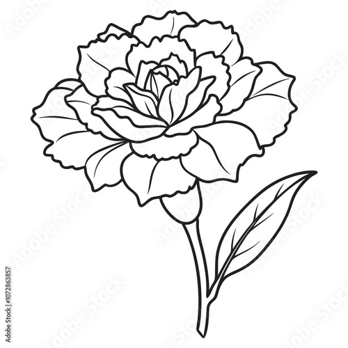 Simple Carnation Flower Outline Vector Design