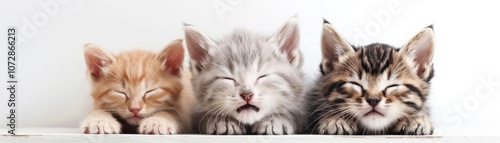 Three adorable sleeping kittens in a row.