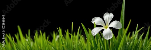 Close-up of vibrant green grass flower isolated on dark background, natural, freshness, bloom