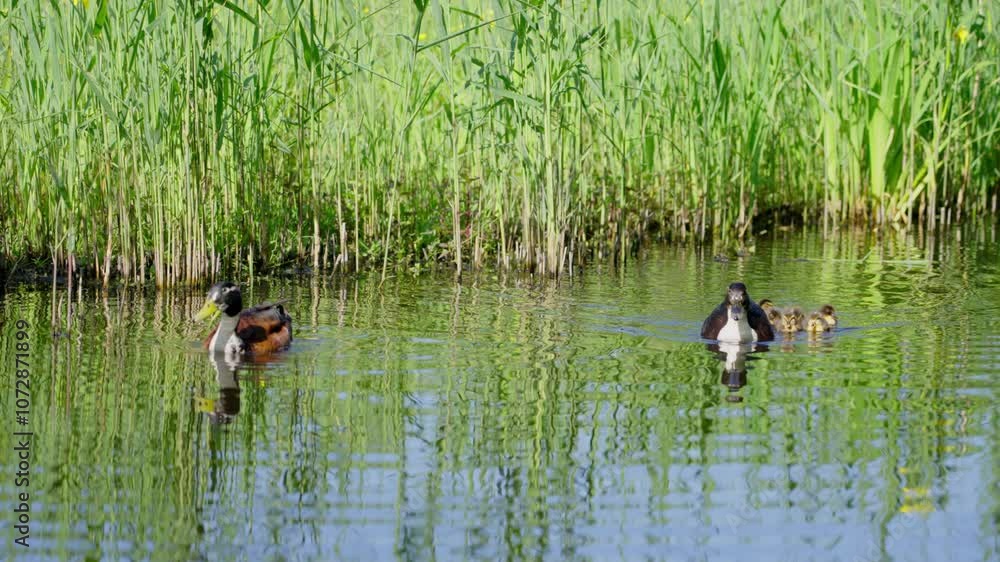Ducklings swim with their mother in serene waters surrounded by tall grass Ducklings swim with their mother in serene waters surrounded by tall grass