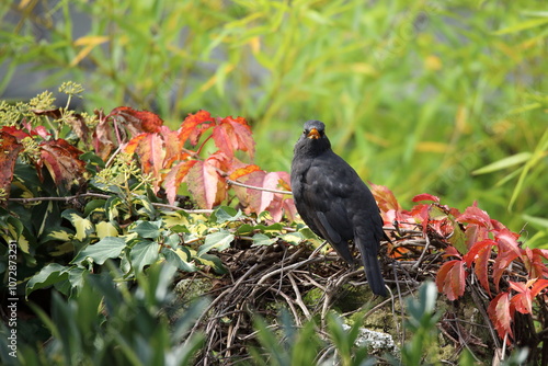
Waiting blackbird sits among yellow, green and red leaves