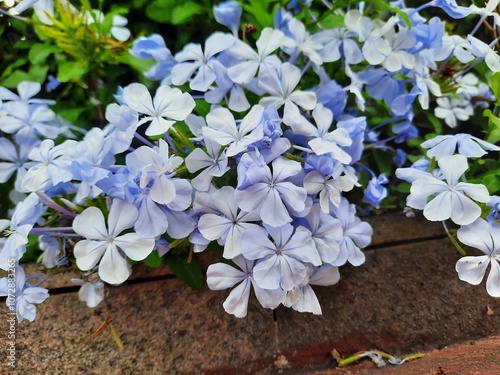 Plumbago auriculata flowers blooming in the garden