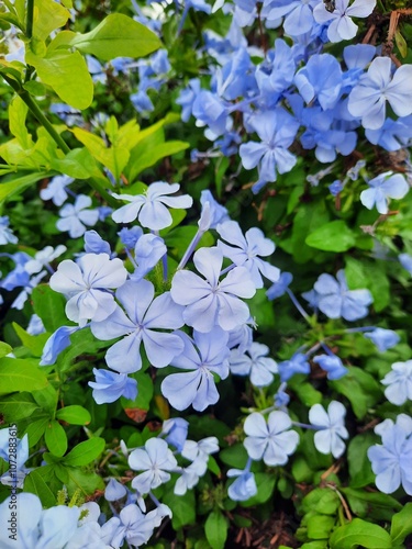Plumbago auriculata flowers blooming in the garden