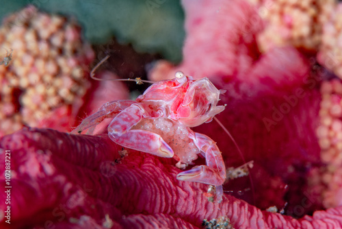 Lissoporcellana nakasonei crab with eggs photo