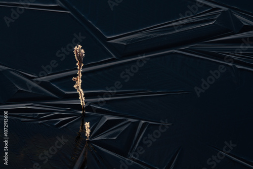 Frost flowers and ice geometry. First frost and first ice on the lake, stems and buds covered with needle-like flowers of hoarfrost