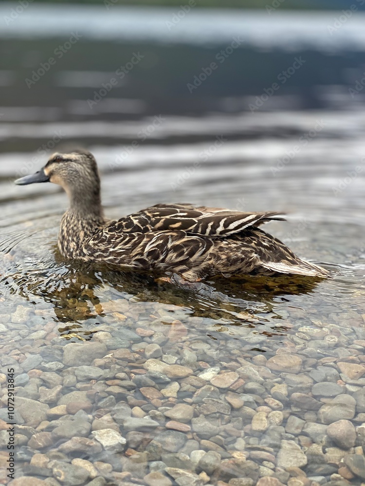 Pacific black duck swimming on the lake Pacific black duck swimming on the lake