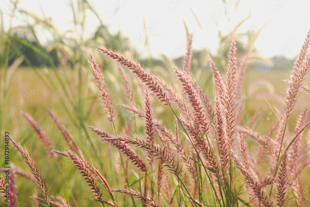 view of tall grass with pinkish-purple feathery plumes, likely a type of ornamental grass,backlit by the sun.The sunlight creates a warm, golden glow,illuminating the grass and creating a soft view of tall grass with pinkish-purple feathery plumes, likely a type of ornamental grass,backlit by the sun.The sunlight creates a warm, golden glow,illuminating the grass and creating a soft