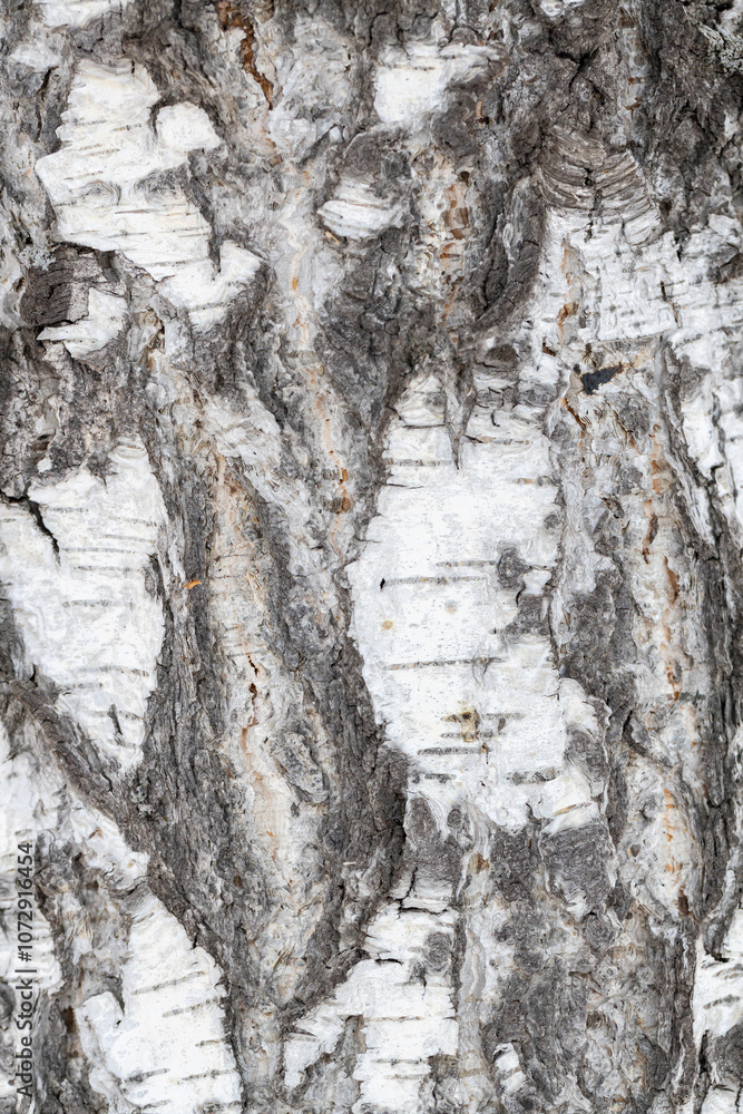 Obraz premium Black-white striped and cracked natural texture of Russian birch bark. Birch bark background