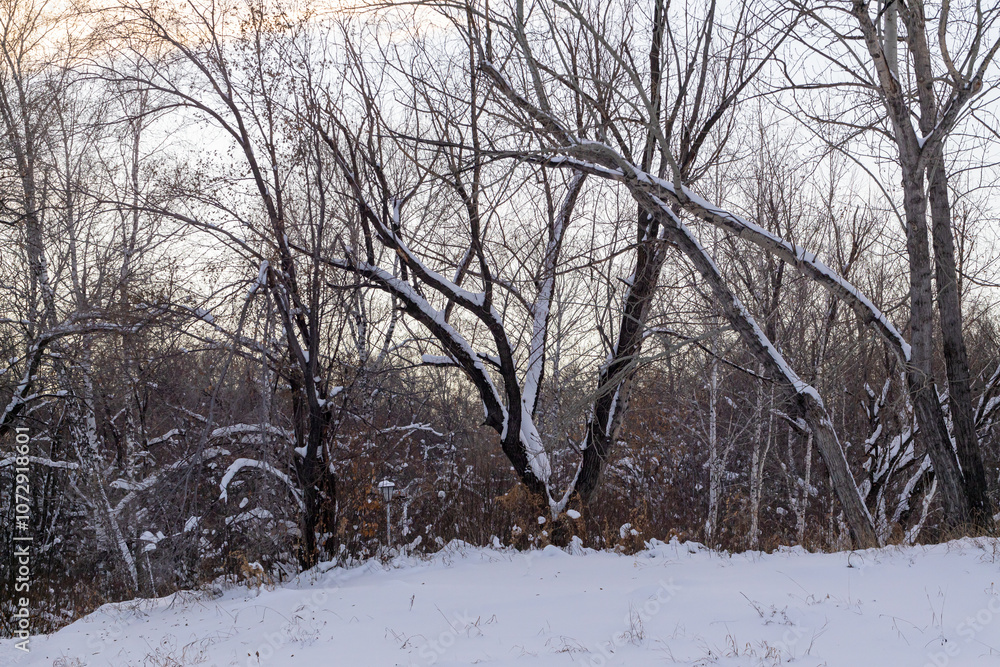 Fototapeta premium Trees and park during Winter season