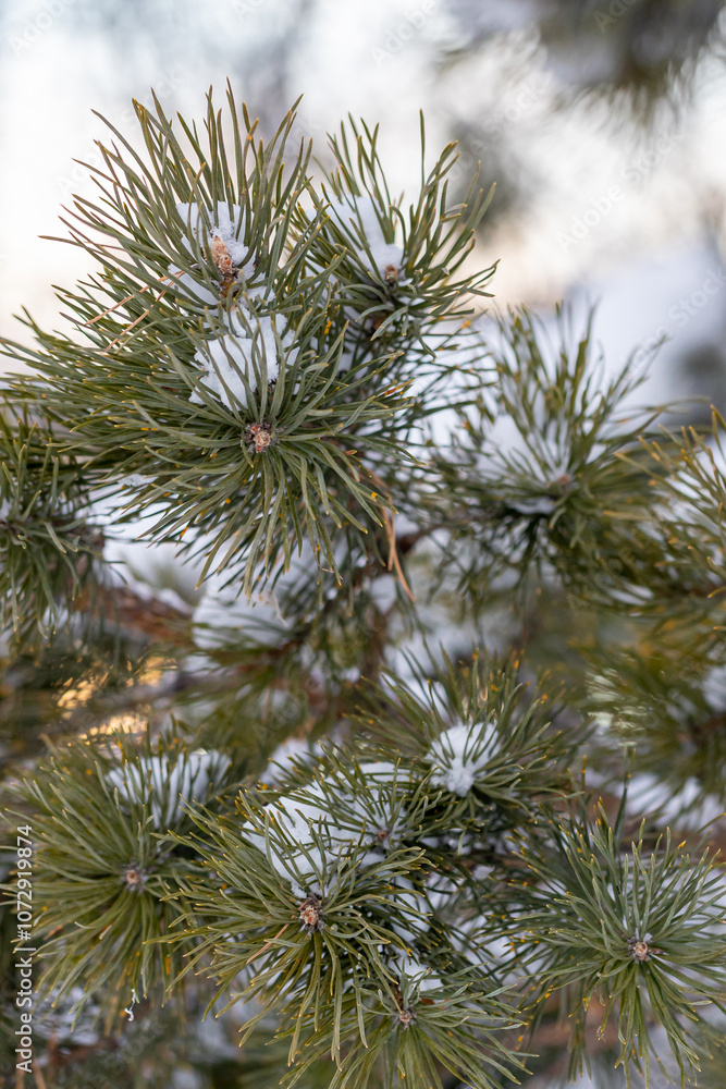 Nature Winter background with snowy pine tree branches, shallow DOF. close up. Beauty in nature. Winter nature Wallpaper, poster Nature Winter background with snowy pine tree branches, shallow DOF. close up. Beauty in nature. Winter nature Wallpaper, poster