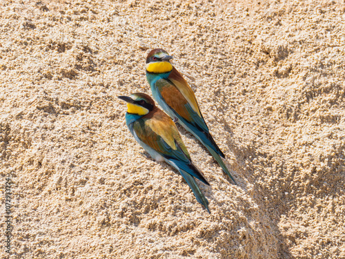 European Bee-eater, Merops apiaster, near Xativa, Spain photo