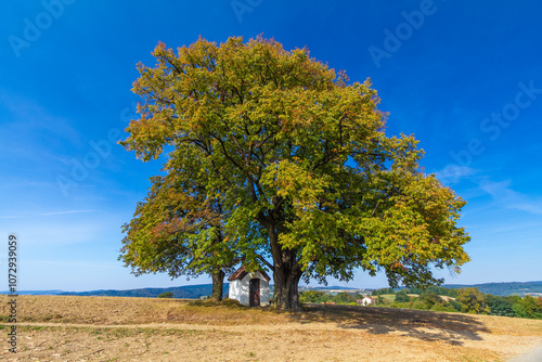 Kapliczka przy lipie w Przydonicy. photo