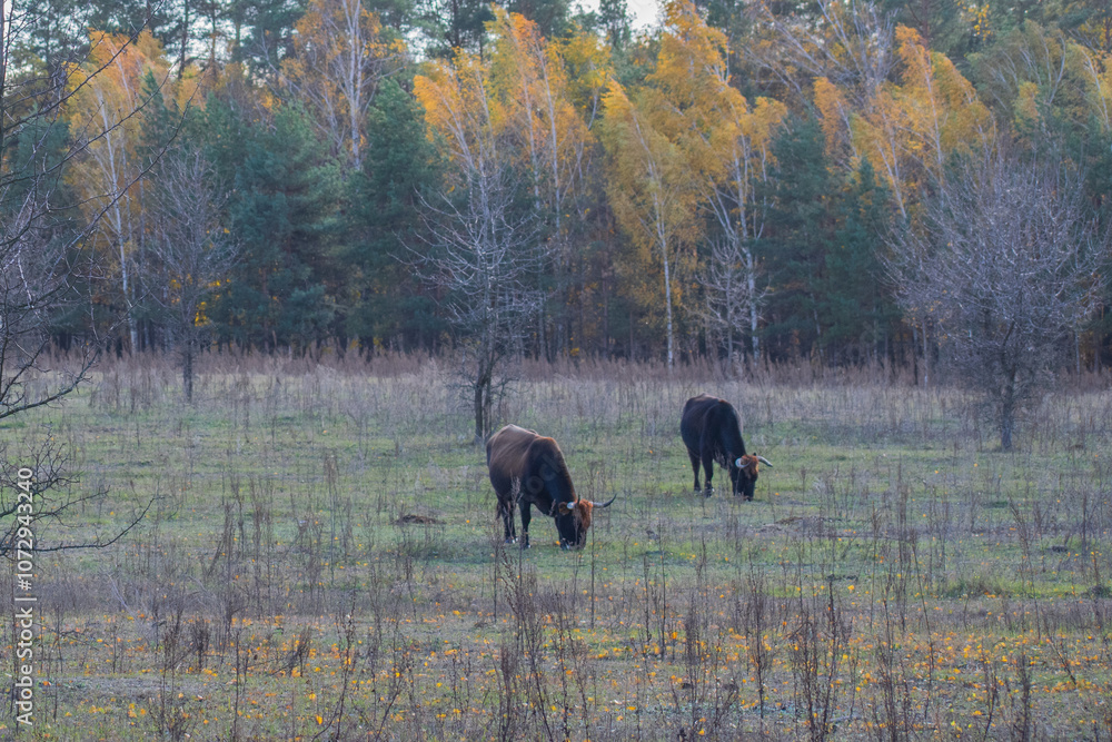 cows in the woods cows in the woods
