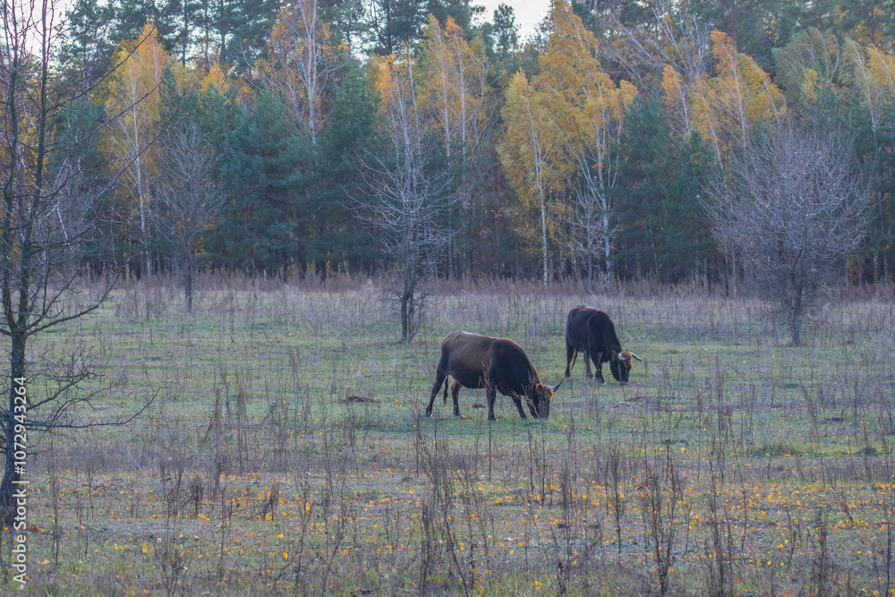 cows in autumn forest cows in autumn forest