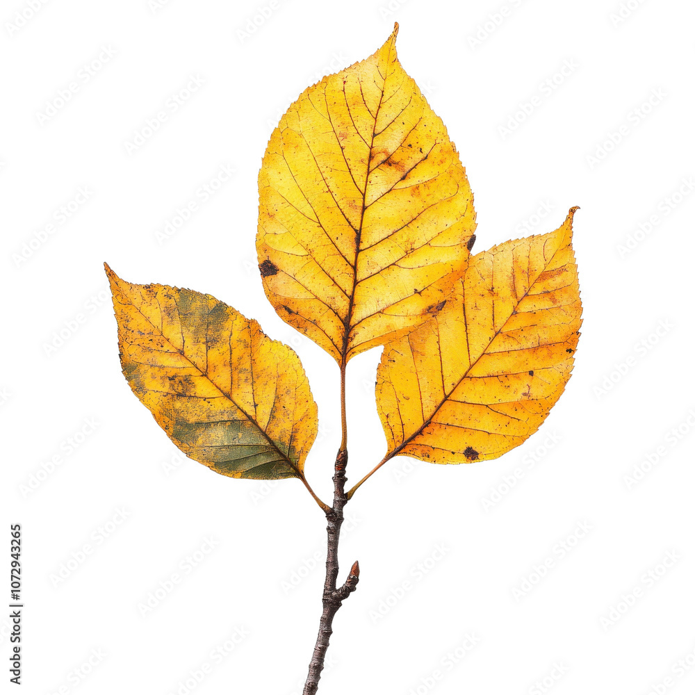 A close-up view of vibrant yellow leaves showcasing autumn's beauty, highlighting their intricate veins and unique textures against a clean background. A close-up view of vibrant yellow leaves showcasing autumn's beauty, highlighting their intricate veins and unique textures against a clean background.