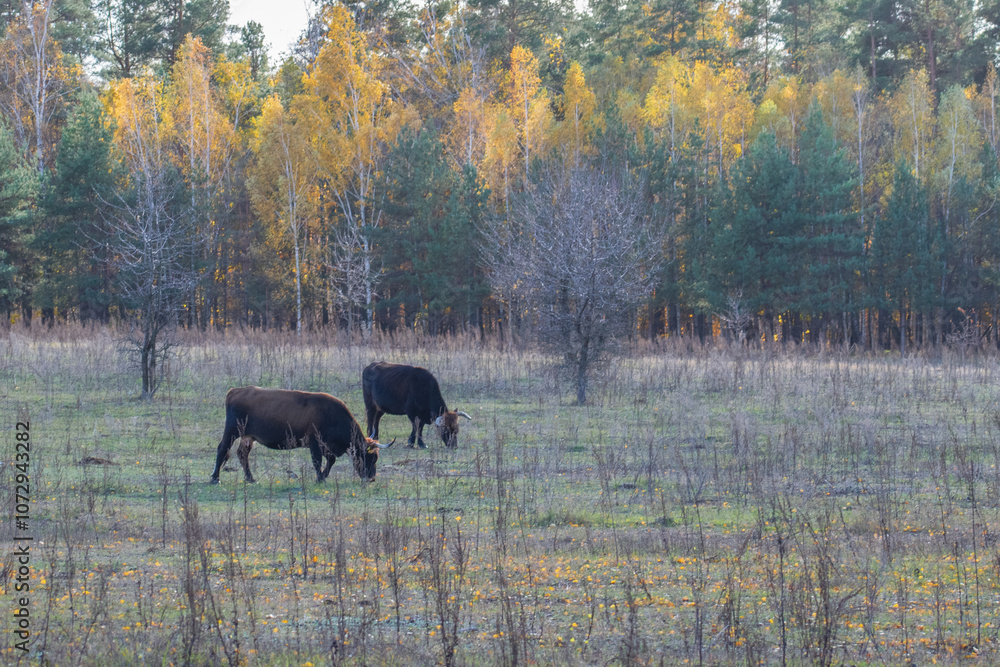 cows in the woods cows in the woods