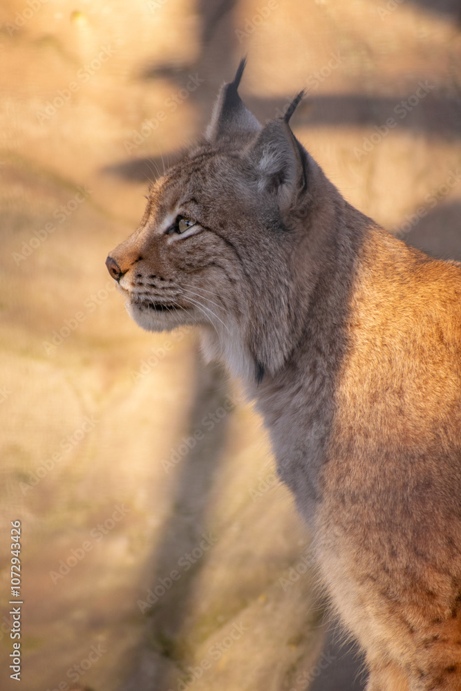Fototapeta premium lynx in the zoo