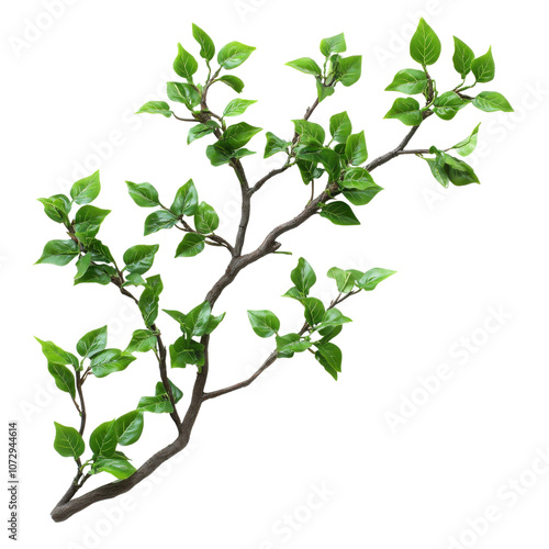 A vibrant green branch with fresh leaves, perfect for nature-themed projects, gardening, and botanical illustrations, conveying a sense of growth and vitality.