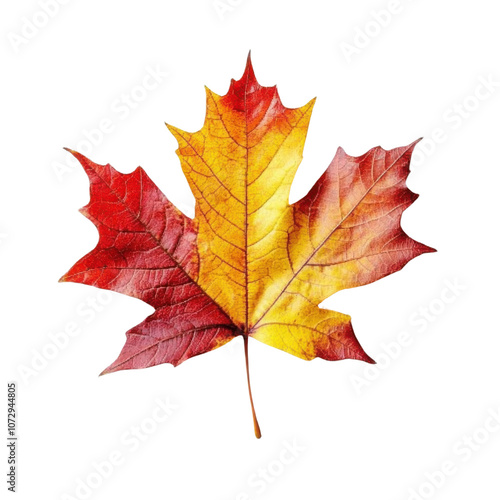 Wallpaper Mural A vibrant maple leaf showcases autumn's colors with hues of red, orange, and yellow, symbolizing seasonal change and nature's beauty. Torontodigital.ca