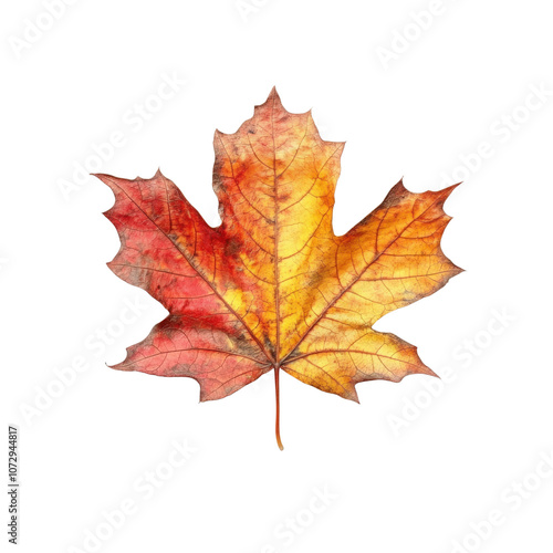 A vibrant maple leaf showcasing stunning shades of red and orange, embodying the beauty of autumn and nature's seasonal transformations.