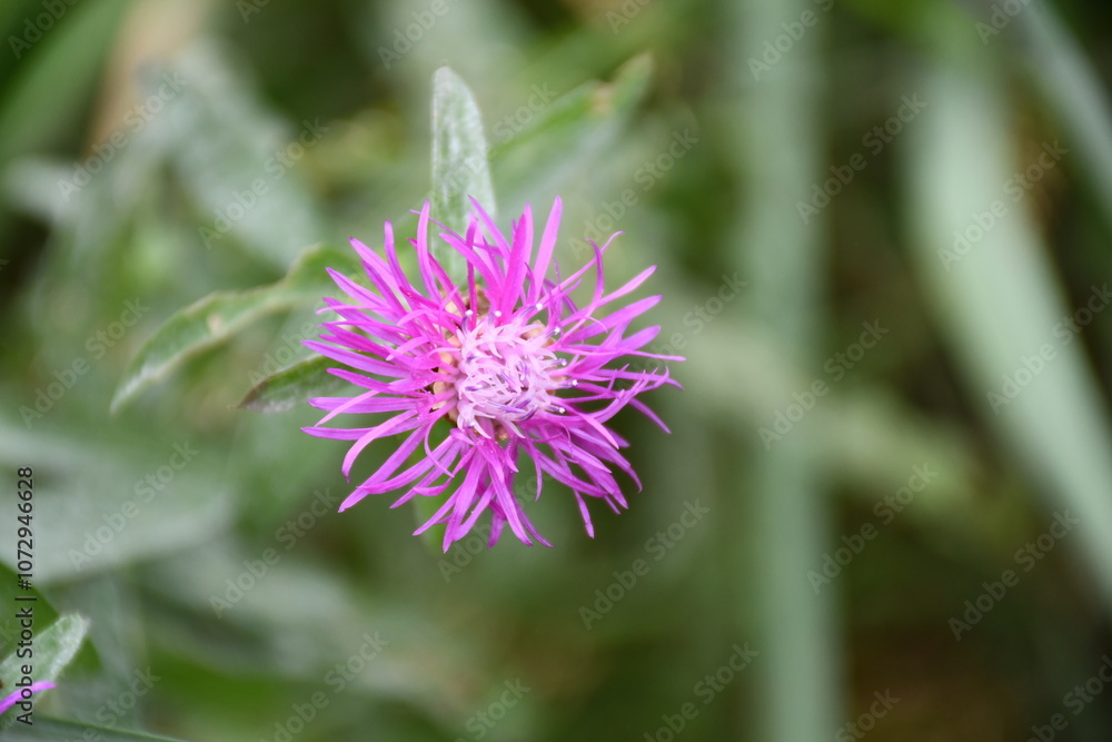 Thistle flower close up against green grass background
Thistle flower close up against green grass background