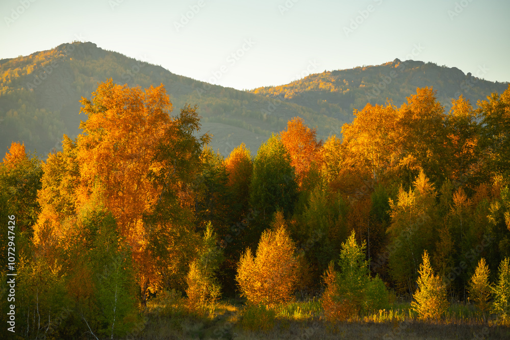 Yellow autumn forest in the mountains at sunset. Yellow trees in the evening sunlight.