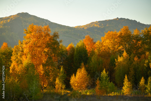 Yellow autumn forest in the mountains at sunset. Yellow trees in the evening sunlight.