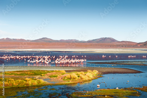 Pink flamingos in high-altitude lake Laguna Colorada in Altiplano, Bolivia.