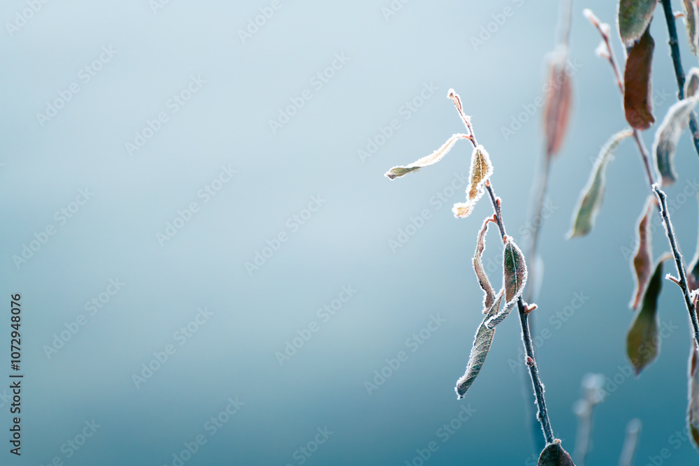 Frost-covered plants in winter forest at foggy sunrise. Abstract winter nature background