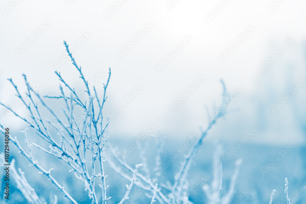 Frost-covered plants in winter forest at foggy sunrise. Winter nature background Frost-covered plants in winter forest at foggy sunrise. Winter nature background