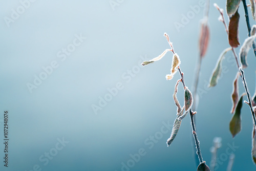 Frost-covered plants in winter forest at foggy sunrise. Abstract winter nature background