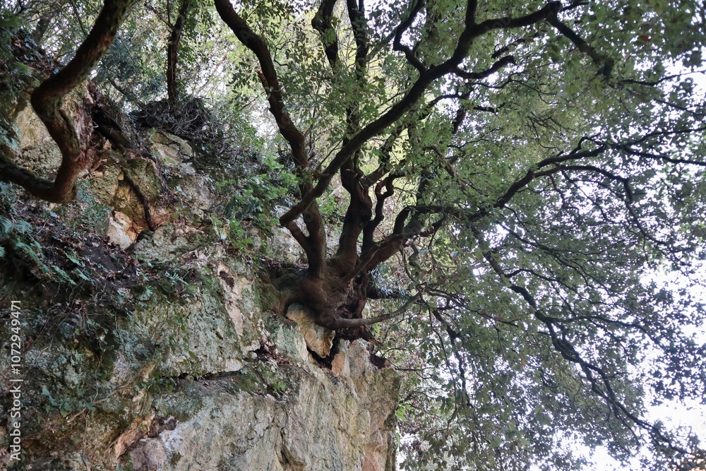Carpinone - Albero a strapiombo sul sentiero per la Cascata Carpino