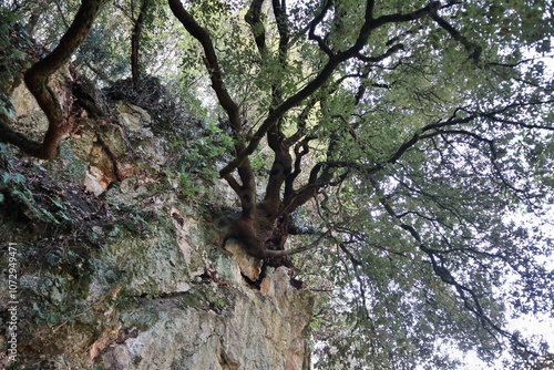 Obraz na płótnie Carpinone - Albero a strapiombo sul sentiero per la Cascata Carpino w salonie