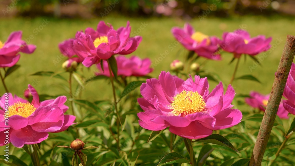 Beautiful Close-up of Pink Peony Flowers in Bloom Against a Soft Focus Background Beautiful Close-up of Pink Peony Flowers in Bloom Against a Soft Focus Background