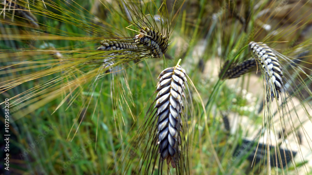 Nature Closeup, wheat