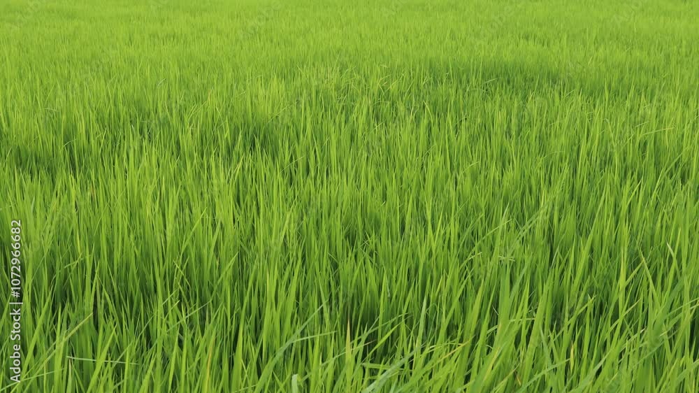 Lush Green Rice Field Under Clear Blue Sky During Sunny Day Captured in High Definition, Ideal for Nature Lovers, Farmers, and Agriculture Enthusiasts Lush Green Rice Field Under Clear Blue Sky During Sunny Day Captured in High Definition, Ideal for Nature Lovers, Farmers, and Agriculture Enthusiasts