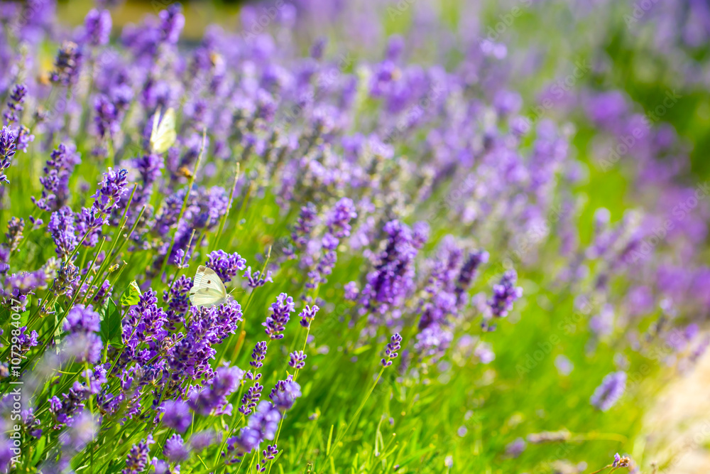 Butterflies on spring lavender flowers under sunlight. Beautiful landscape of nature with a panoramic view. Hi spring. long banner Butterflies on spring lavender flowers under sunlight. Beautiful landscape of nature with a panoramic view. Hi spring. long banner