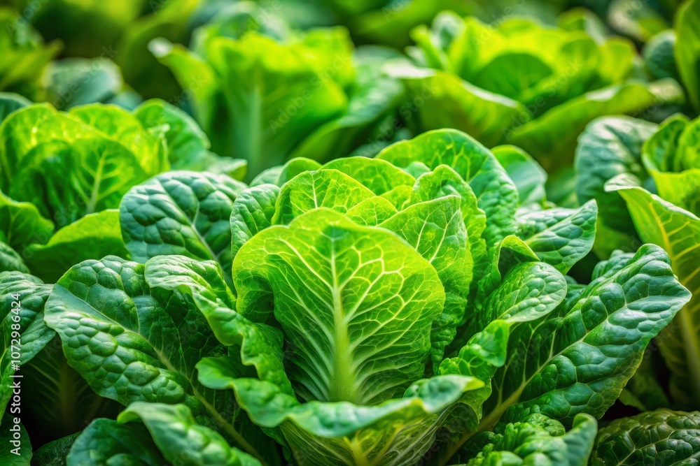 Fresh Green Romaine Lettuce Leaves for Healthy Salads and Dishes, Showcasing Vibrant Color and Crisp Texture, Packed with Nutrients for Wholesome Meals Fresh Green Romaine Lettuce Leaves for Healthy Salads and Dishes, Showcasing Vibrant Color and Crisp Texture, Packed with Nutrients for Wholesome Meals