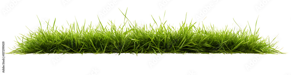Hi Resolution image of Fresh green grass isolated against a transparent background Hi Resolution image of Fresh green grass isolated against a transparent background
