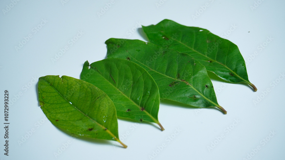 Syzygium polyanthum, with common names Indonesian bay leaf or daun salam isolated on white background. Syzygium polyanthum, with common names Indonesian bay leaf or daun salam isolated on white background.