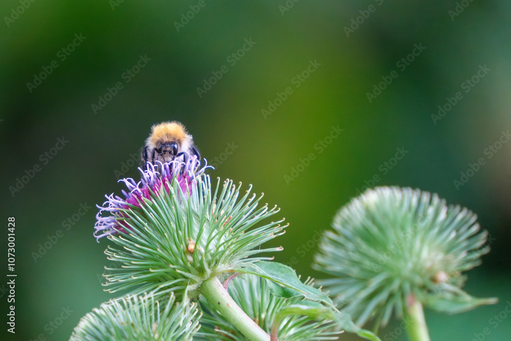 a bumblebee collects nectar on a thistle flower
